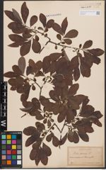 Foto von Salix cinerea L.